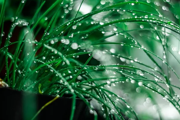 Primer Plano Planta Crecimiento Con Gotas Agua — Foto de Stock