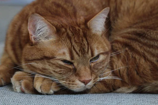Eine Nahaufnahme Einer Braunen Tabby Katze Die Liegt Und Zur — Stockfoto