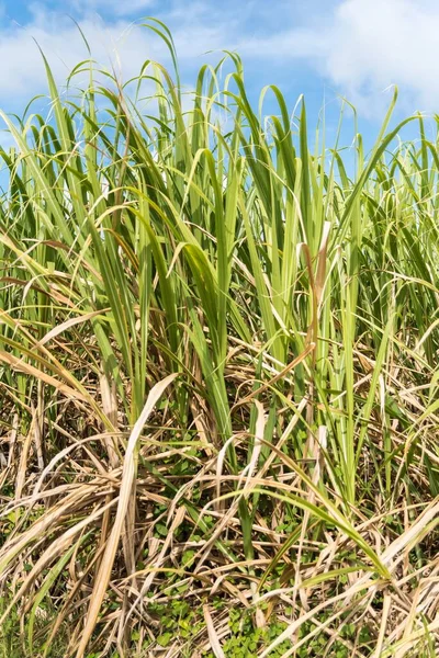 Sugar Cane Field Marie Galante Island Guadeloupe — Stock Photo, Image