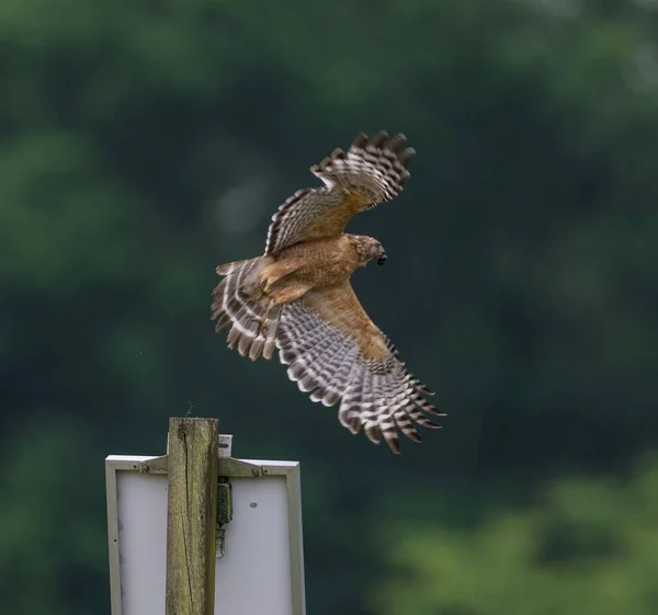 Common Kestrel Bird Flying Green Blurred Background — Stock Photo, Image