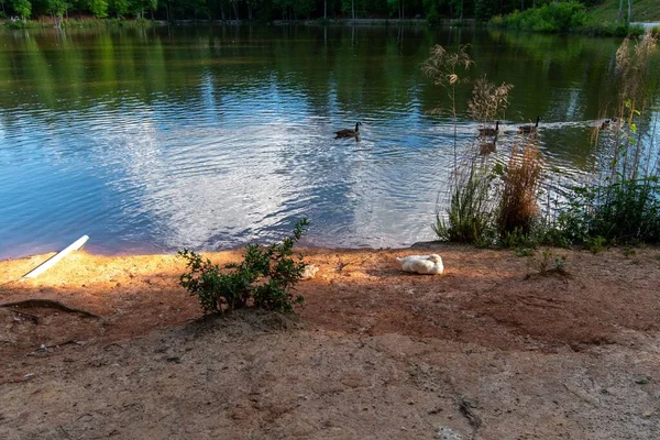 White Duck Lying Shore Lake Brown Ground Black Ducks Swimming — Stock Photo, Image