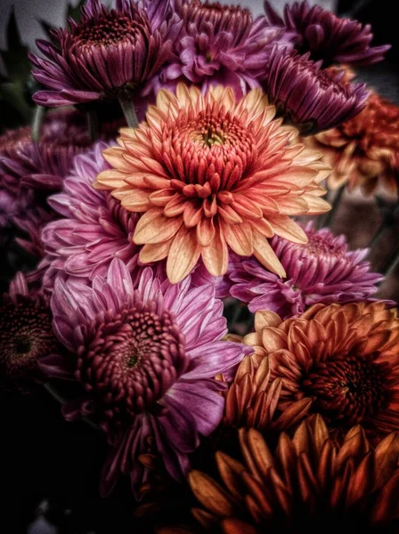 Primer Plano Coloridas Flores Crisantemo Grandiflorum —  Fotos de Stock