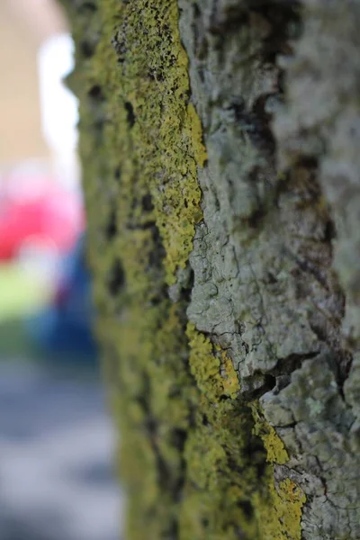 Yosun Ağacı Gövdesinin Dikey Yakın Çekimi — Stok fotoğraf