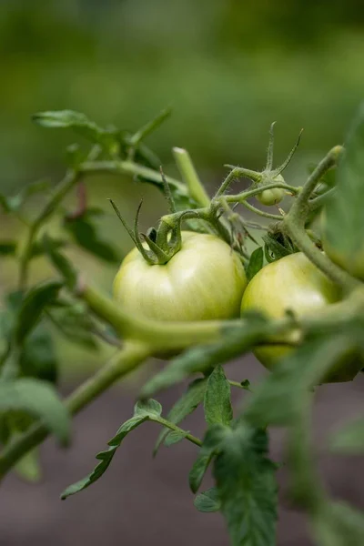Świeże Naturalne Organiczne Czerwone Zielone Pomidory Krzewie Rosnące Ogrodzie — Zdjęcie stockowe