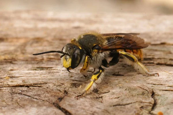 Λεπτομερής Κοντινό Πλάνο Ένα Πολύχρωμο Αρσενικό Κίτρινο Ευρωπαϊκή Μέλισσα Ξυλουργός — Φωτογραφία Αρχείου