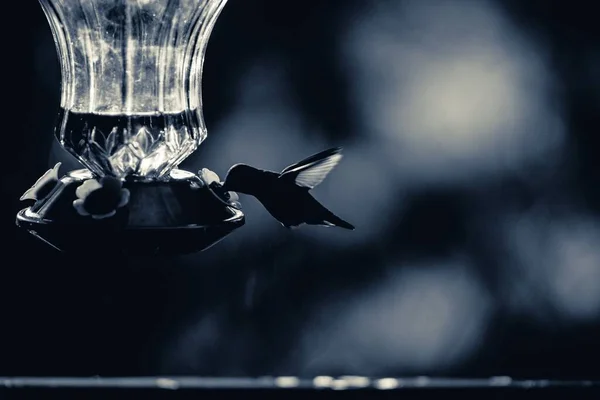 Beslenen Bir Sinekkuşunun Gri Tonlu Yakın Çekimi — Stok fotoğraf