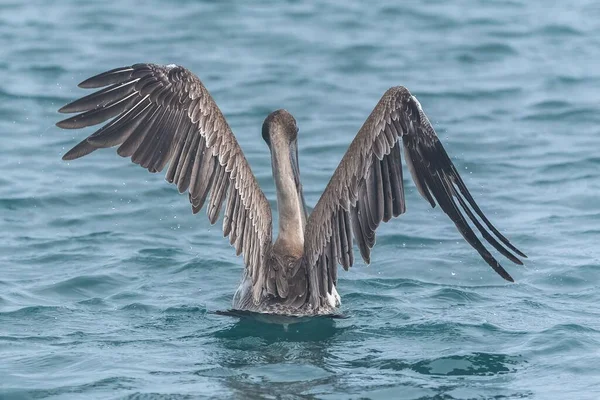 Pelikan Fågel Landning Och Simning Vattenytan Guadeloupe — Stockfoto