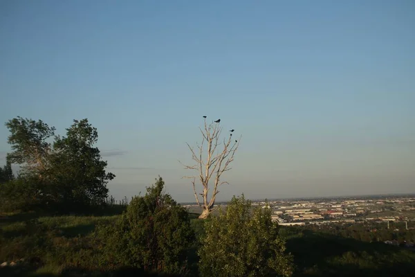 Strom Bez Listí Ptáky Obklopenými Zelenou Vegetací Nose Hill Park — Stock fotografie