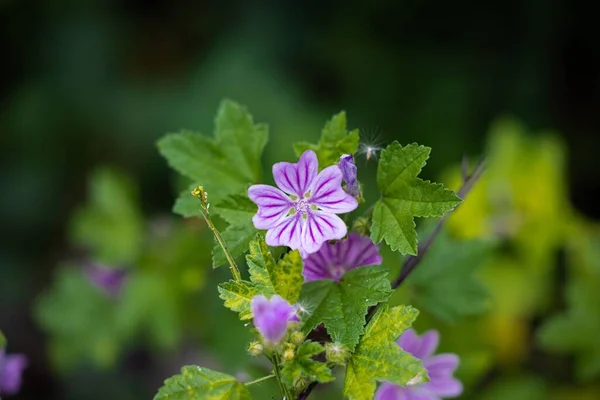 Eine Nahaufnahme Der Gemeinen Malvenblüte Mit Verschwommenem Grünen Hintergrund — Stockfoto