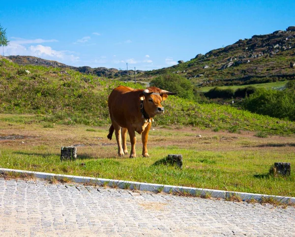 Uma Bela Vaca Marrom Andando Campo Verde — Fotografia de Stock