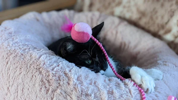 Primer Plano Adorable Gato Negro Descansando Cama Con Juguete Rosa — Foto de Stock