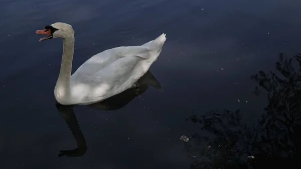 Een Hoge Hoek Opname Van Een Witte Zwaan Zwemmen Een — Stockfoto