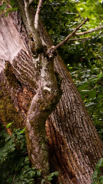 Tiro Vertical Casca Árvore Ramos Uma Floresta — Fotografia de Stock