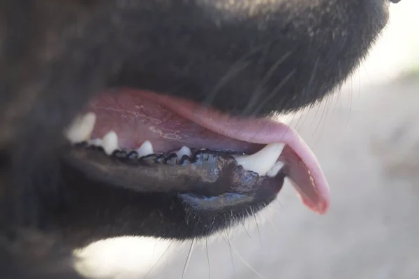 Gros Plan Des Dents Langue Chien — Photo