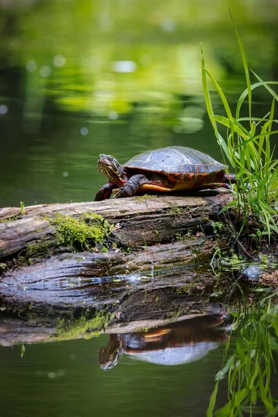 Een Prachtige Vijverschuifschildpad Een Houten Ondergrond Bij Vijver — Stockfoto