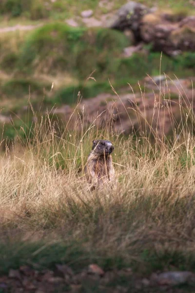 Mělké Zaostření Záběru Roztomilých Marmotů Suché Trávě — Stock fotografie