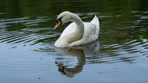 Cisne Branco Apreciando Lago — Fotografia de Stock