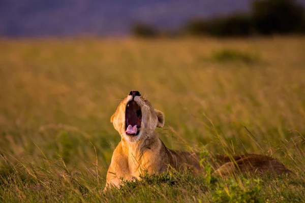 Kenya Masaimara Ulusal Parkı Nda Bir Dişi Aslan Ağzını Açıyor — Stok fotoğraf