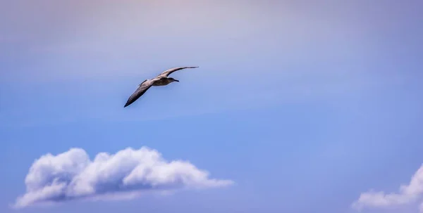 晴れた日に空を飛ぶ偉大なスカウアのクローズアップショット — ストック写真