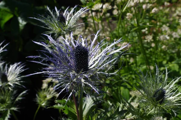 Een Close Shot Van Groeiende Eryngium Alpinum Bloem Het Veld — Stockfoto