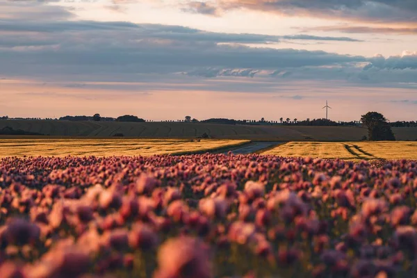 Květinové Pole Suchá Louka Při Západu Slunce — Stock fotografie