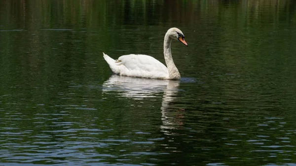 Hermoso Cisne Reflejado Agua Tranquilo Lago — Foto de Stock