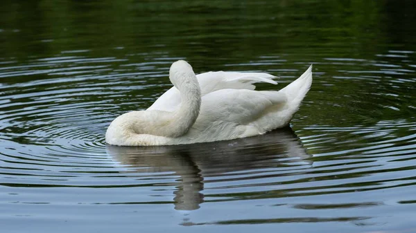 Cisne Branco Apreciando Lago — Fotografia de Stock