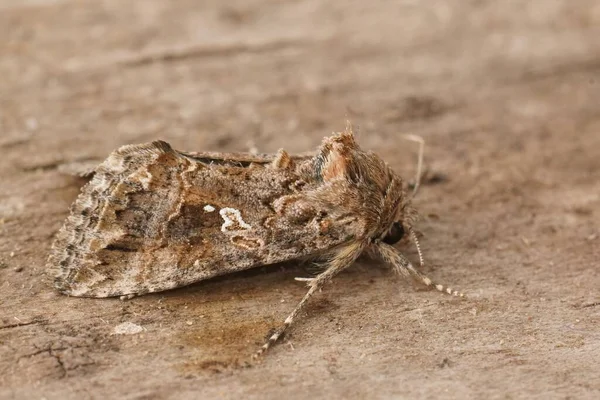 Detailed Closeup Mediterranean Accent Gem Moth Ctenoplusia Accentifera Sitting Wood — Foto de Stock