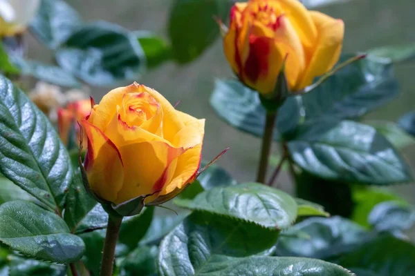 Bahçede Açan Güzel Sarı Güller — Stok fotoğraf