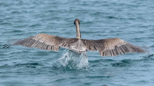 Pelican Bird Landing Swimming Water Surface Guadeloupe — Stock Photo, Image