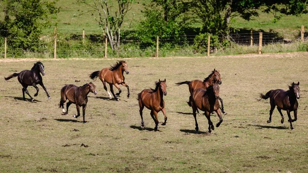 Eine Herde Brauner Pferde Galoppiert Auf Der Weide — Stockfoto