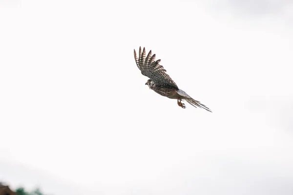 Pássaro Kestrel Comum Voando Contra Céu Branco Desfocado — Fotografia de Stock