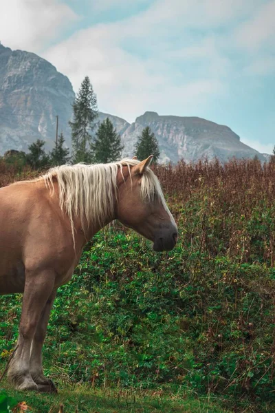 Vertikal Bild Rostad Häst Det Gröna Gräset Med Träd Och — Stockfoto