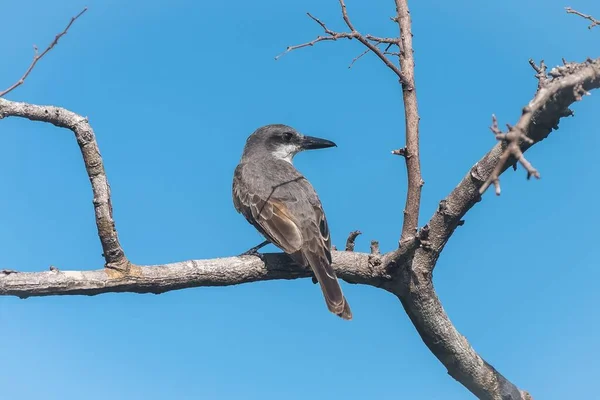 Γκρι Kingbird Πουλί Που Τρώει Μια Ακρίδα Πάνω Ένα Κλαδί — Φωτογραφία Αρχείου