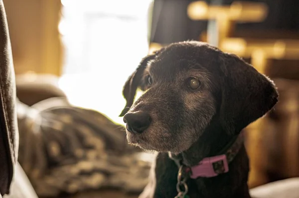 Gros Plan Adorable Labrador Retriever Avec Les Yeux Ronds Regardant — Photo