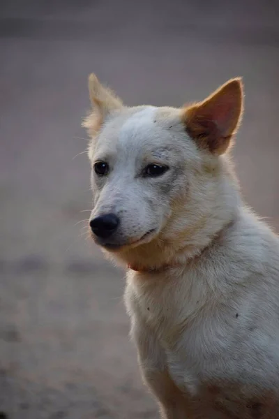 Bulanık Arkaplanda Sevimli Bir Dingo Nun Dikey Yakın Çekimi — Stok fotoğraf