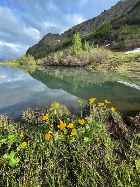 Pionowy Widok Wybrzeża Jeziora Roślinami Odzwierciedlającymi Wodę Pod Błękitnym Niebem — Zdjęcie stockowe