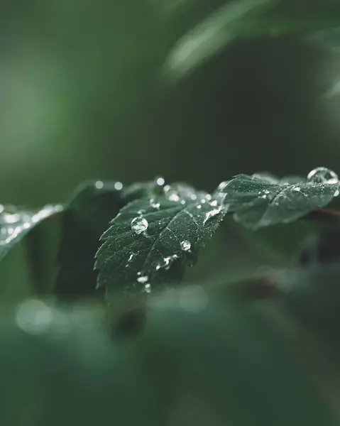 Mise Point Sélective Des Gouttes Rosée Sur Les Feuilles Vertes — Photo