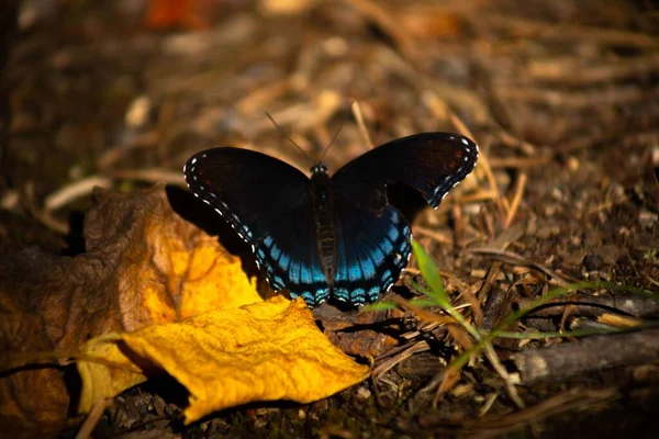 一只黑色燕尾蝶的特写镜头 — 图库照片