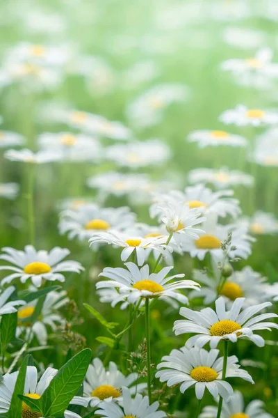 Colpo Verticale Margherite Nel Campo Con Petali Bianchi Centro Giallo — Foto Stock