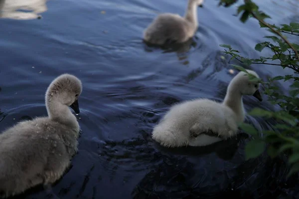 Крупный План Белых Немых Лебедей Плавающих Озере — стоковое фото