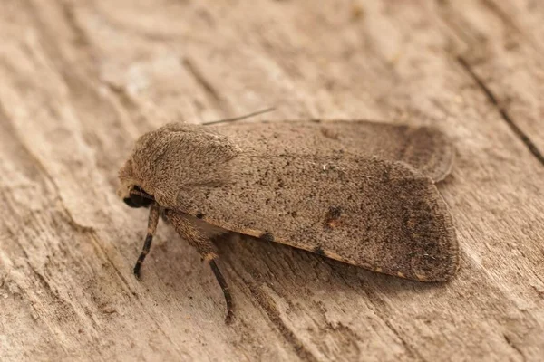 Detailed Closeup Pale Mottled Willow Moth Caradrina Clavipalpis Sitting Wood —  Fotos de Stock