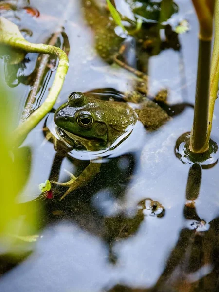 식물에둘러 연못에 초록색 개구리의 — 스톡 사진