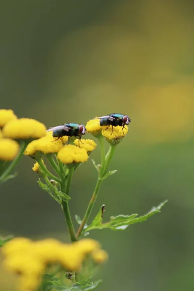 Eine Nahaufnahme Von Zwei Fliegen Auf Gelben Blumen — Stockfoto