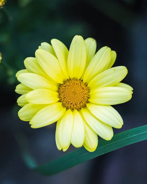 Крупный План Желтого Цветка Argyranthemum Фоне Размытия — стоковое фото