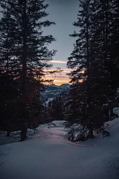 Tiro Vertical Floresta Nevada Pôr Sol — Fotografia de Stock