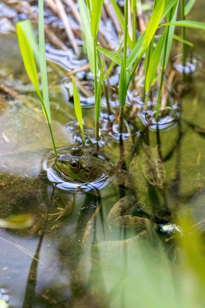 Vertical Closeup Frog Leaves Pond Nature — Stock Photo, Image