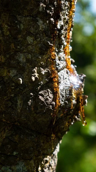 Ρητίνη Κόμμι Από Κόψιμο Ενός Δέντρου — Φωτογραφία Αρχείου