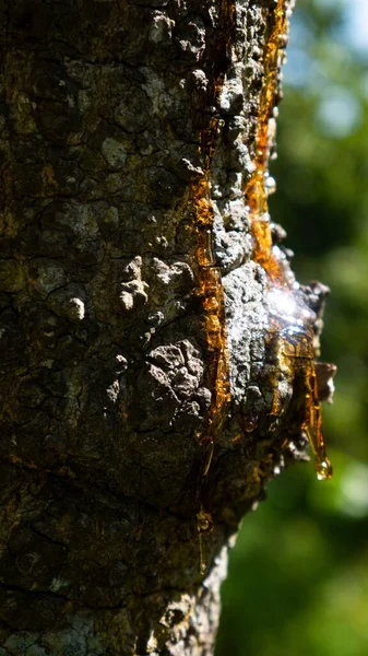 樹脂ガムを木の切り株から — ストック写真