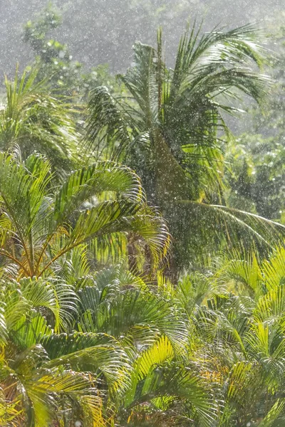 Tropical Vegetation Rain Panorama Guadeloupe Island — Stock Photo, Image